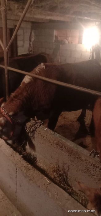 Продам телок от мясных и молочных коров