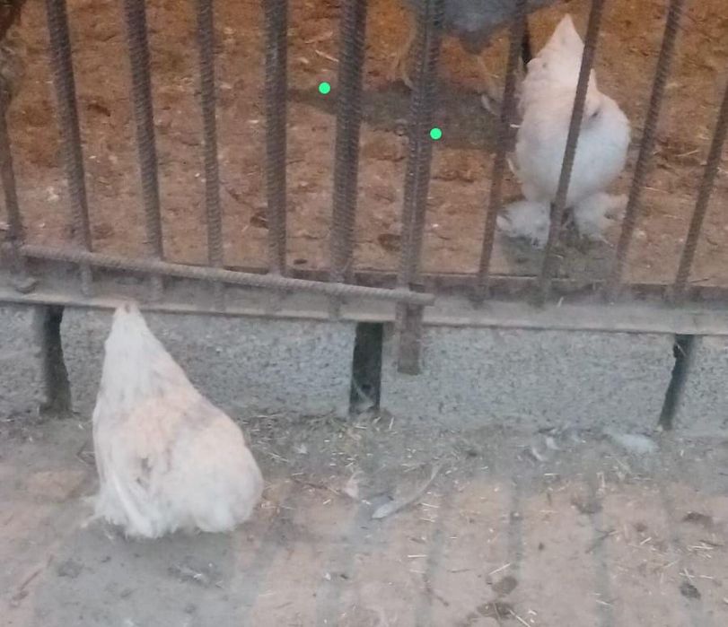 Карлик Кохинхин продается