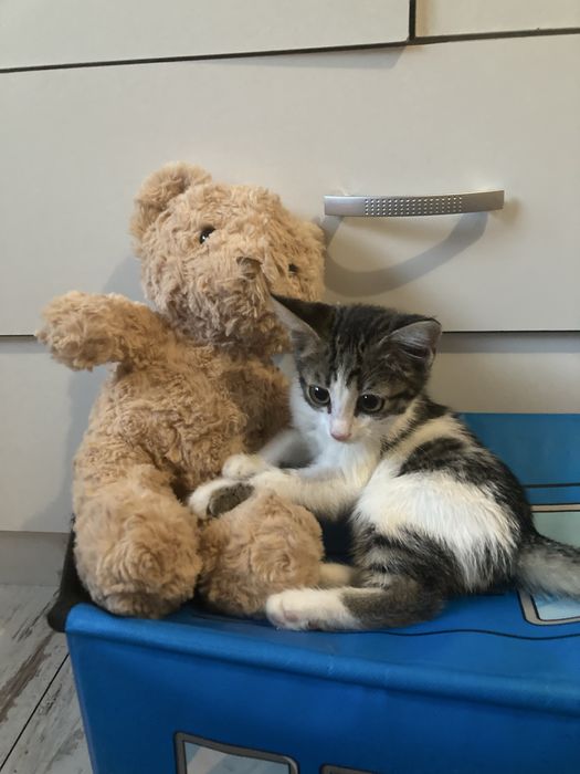 Котенок в добрые руки мальчик