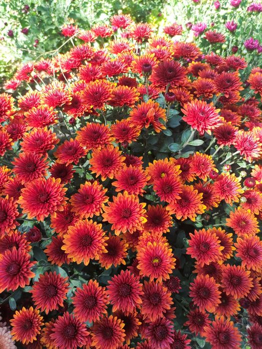 Хризантемы мультифлора