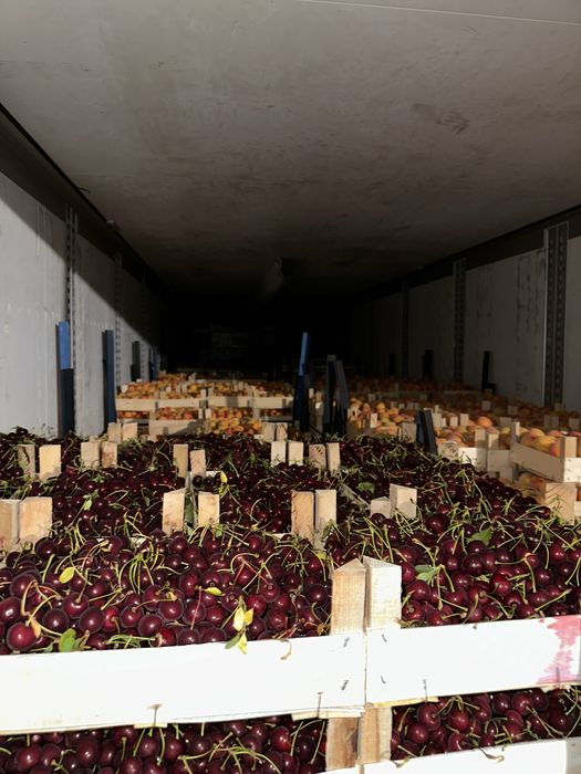 Vand Caise si Visine , Piersica ,Nectarina, Prune
