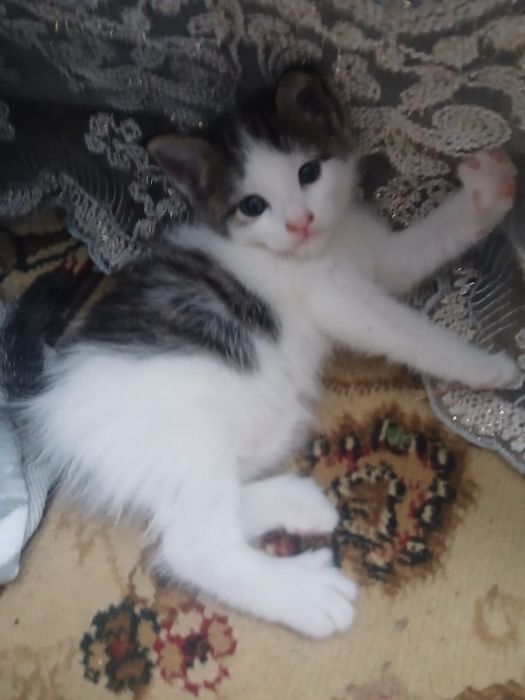 Отдам котят в хорошие руки