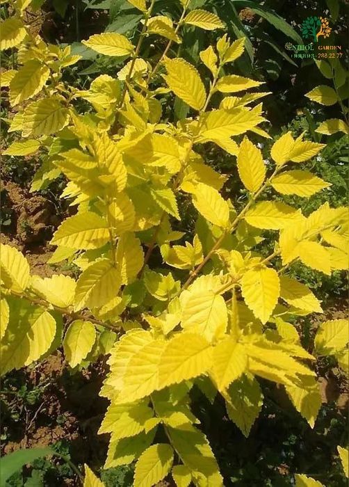 Янгилик! Вяз голден. Сарик сада кайрагоч чет давлатидан келтирилган