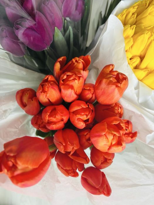 Тюльпаны оптом и в розницу!