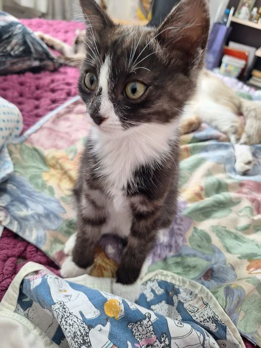 Котёнок ищет дом