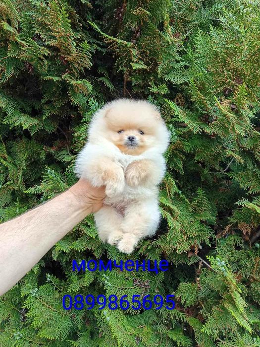 Померанчета! Мъжки и женски кученца!