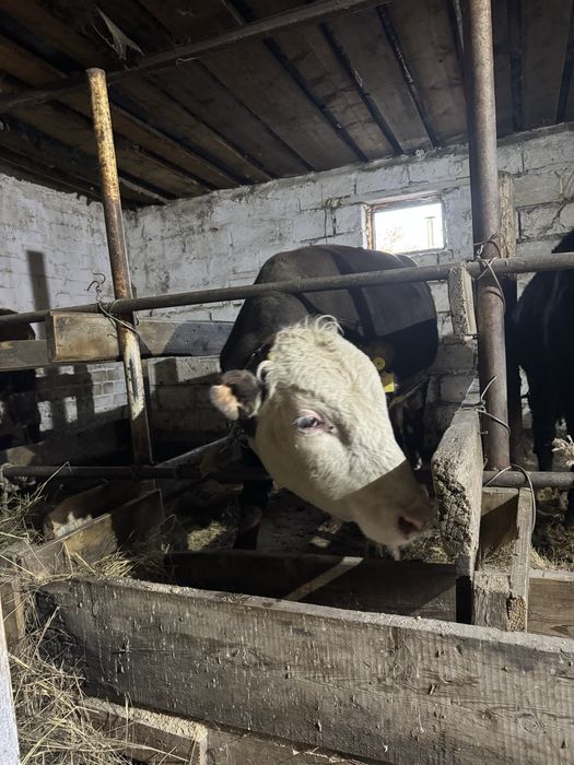 Бұқалар сатамын.