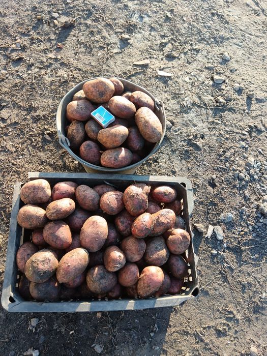 Продам картофель