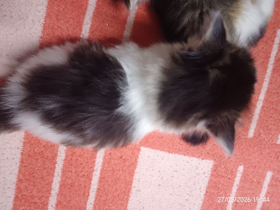 Отдам котят в добрые руки