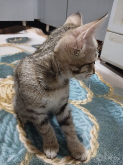 Mushuk bolasi hadiyaga beriladi