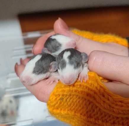 крысята для РЕЗЕРВА