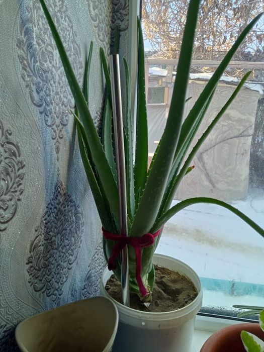 Продам цветок алоя лечебные
