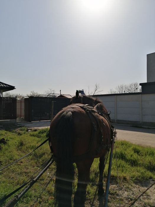Cal de vânzare castrat, blând