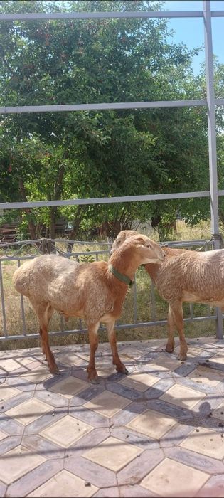 2 бас кошкарлар сатылады
