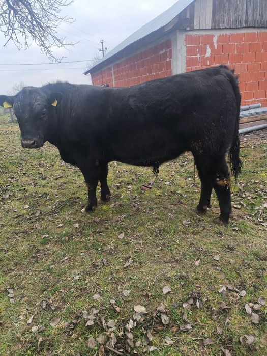 Taur, tăuraș angus Columbus pentru reproducție , prăsilă