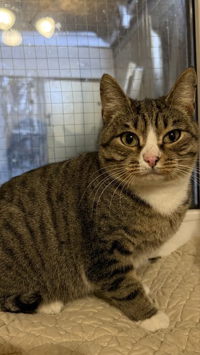 Ищем дом кошке Мие