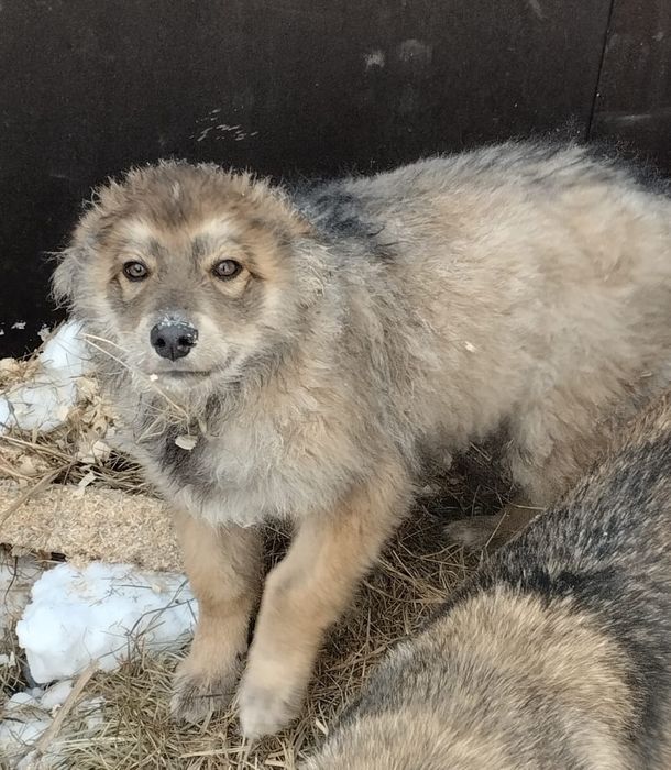 Отдам в заботливые руки  девочку щеночка