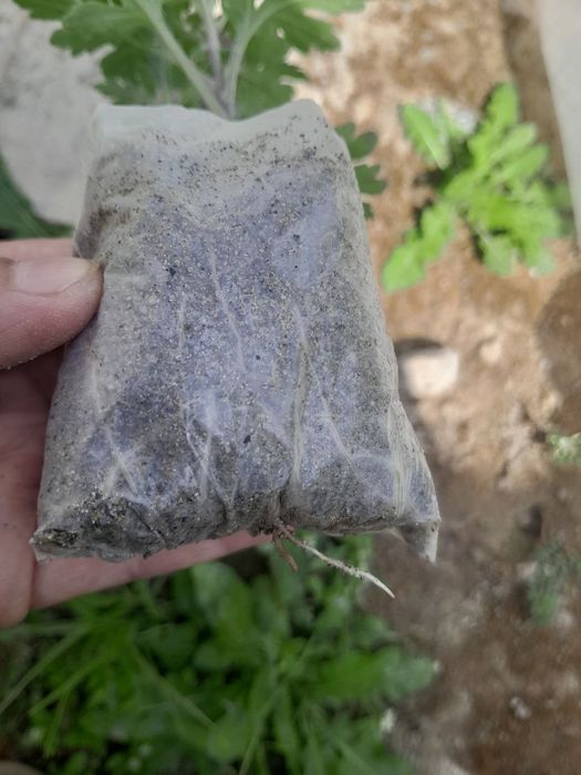 Daromadli biznes xrizantema