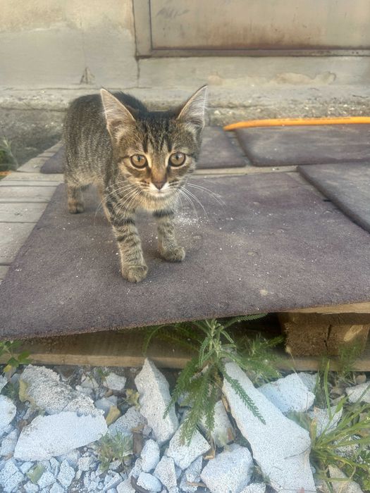 Бала мысық жақсы қолға, котенок в добрые руки