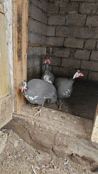 Цесарки. 2 летние.