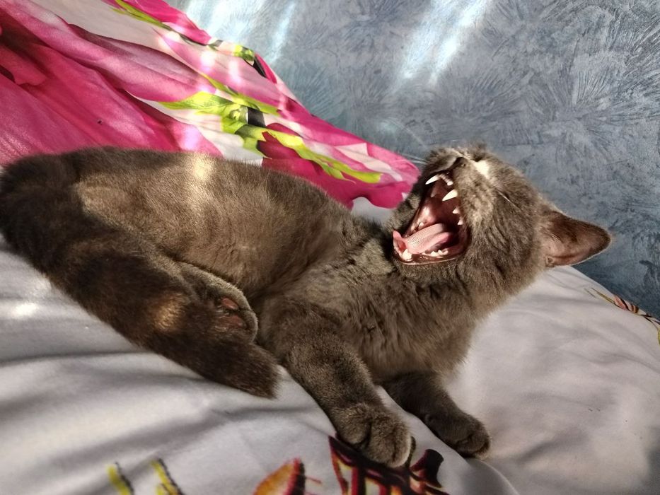 Mushuk sotiladi srochni