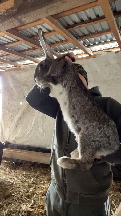Femela urias german cu pui