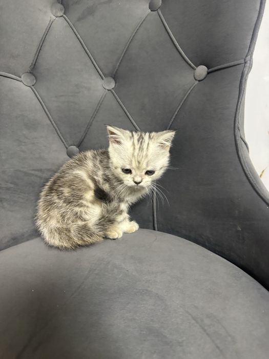 Шотландские котята