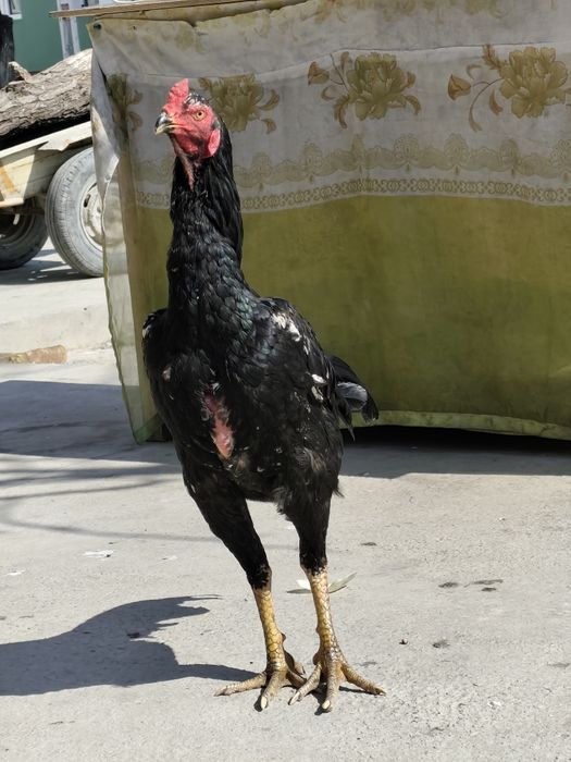 Dakang xoʻroz sotiladi