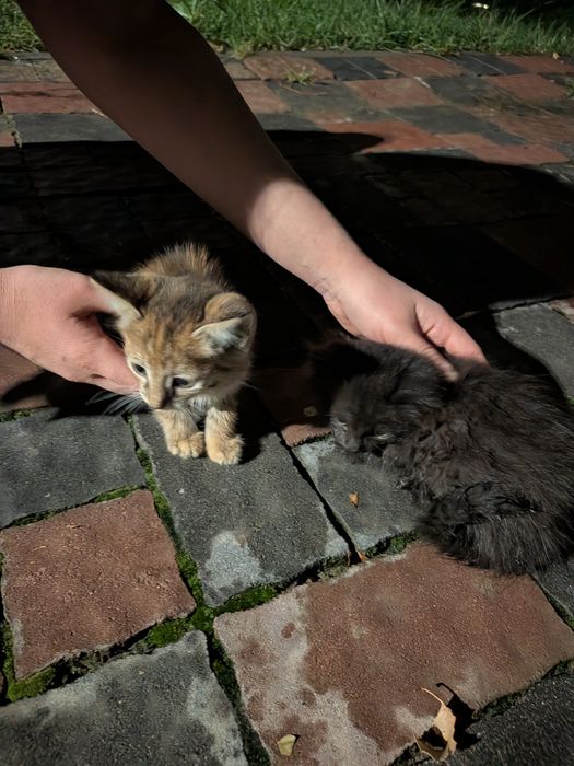 Котята, отдам в добрые руки