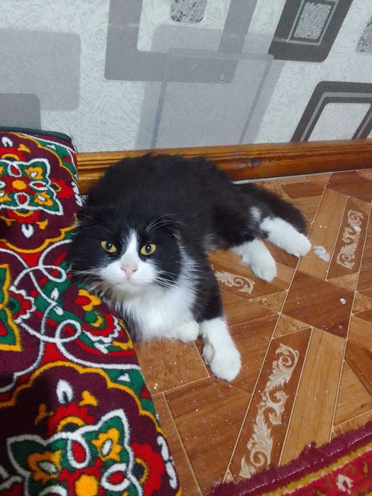Фолд гибрид кошка