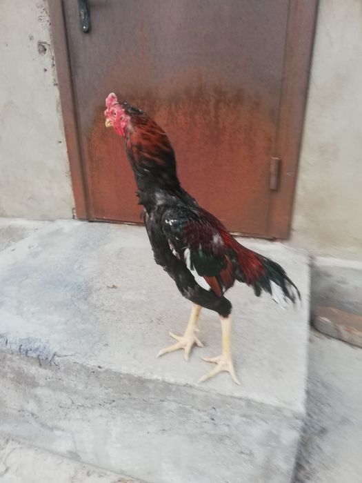 Бойцовый петух Корея микс