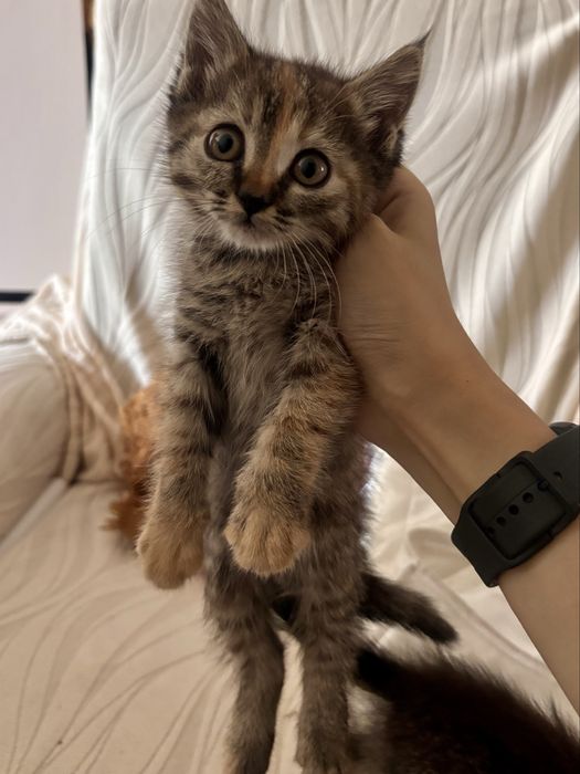 Отдаю котят в добрые руки