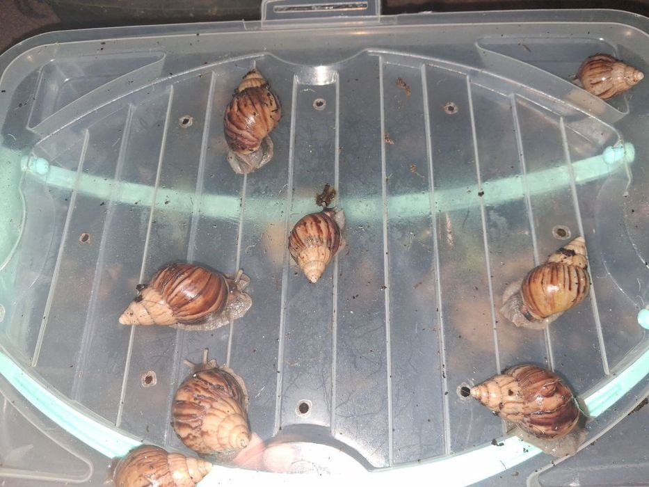 Qora bosh ulitkalar! Sogʻlom, aktiv, toza, terapiyaga tayyor.