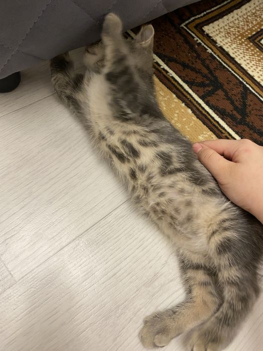 продается котенок