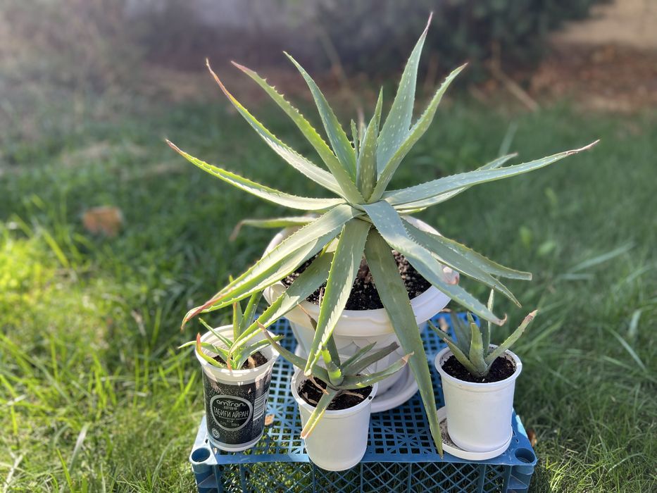 Лечебное Алоэ Вера