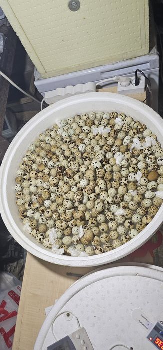 Инкубационное яйцо перепелиное