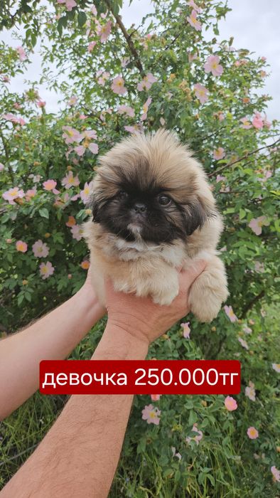 Супер пекинес девочка