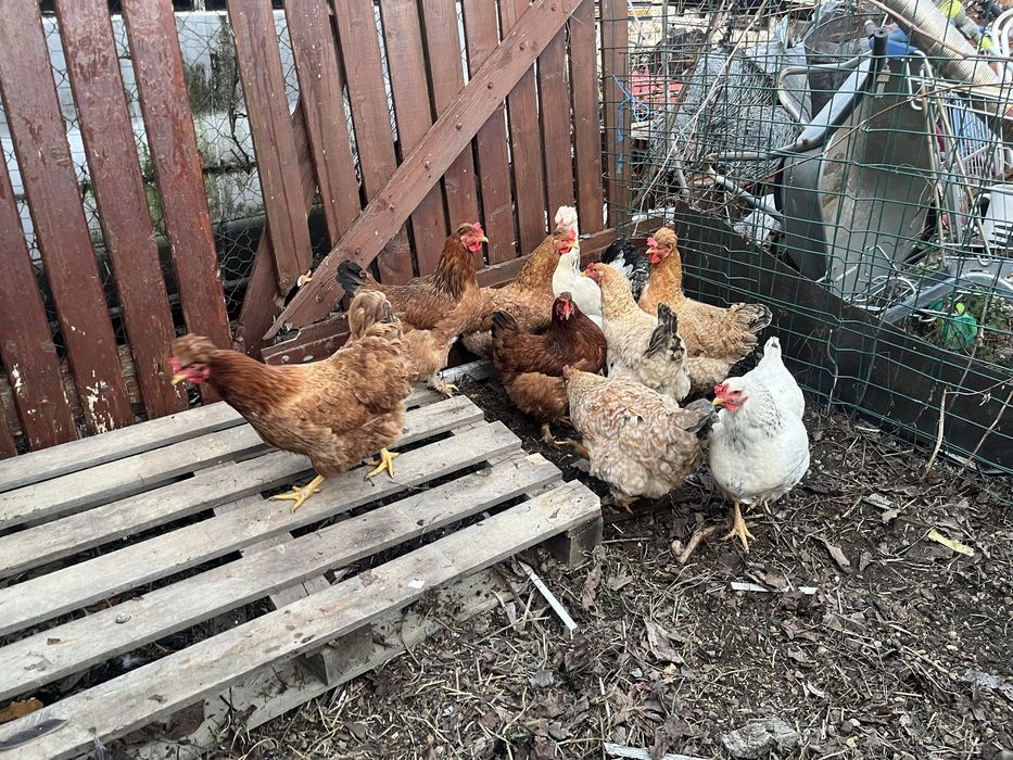 Cocos Brahma 2025 + gaini tinere 2025