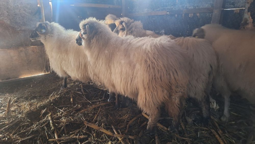 Vând oi breze bine întreținute