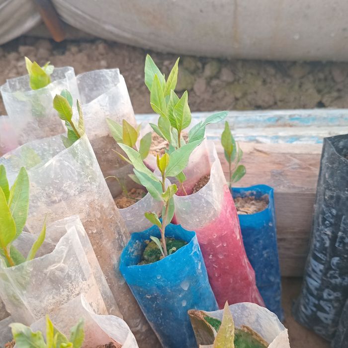 Xandon pista ko'chatlari