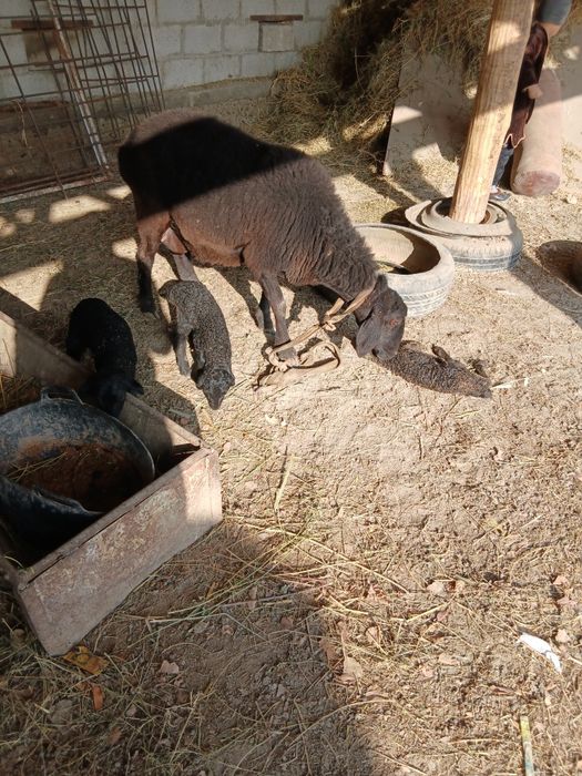 учта тукан куй  иккинчи корин тугиши