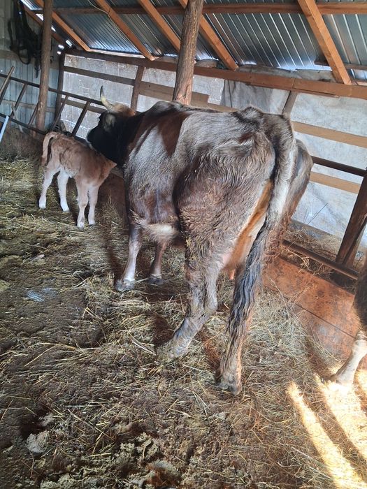 Vând vaca fatata cu vitea