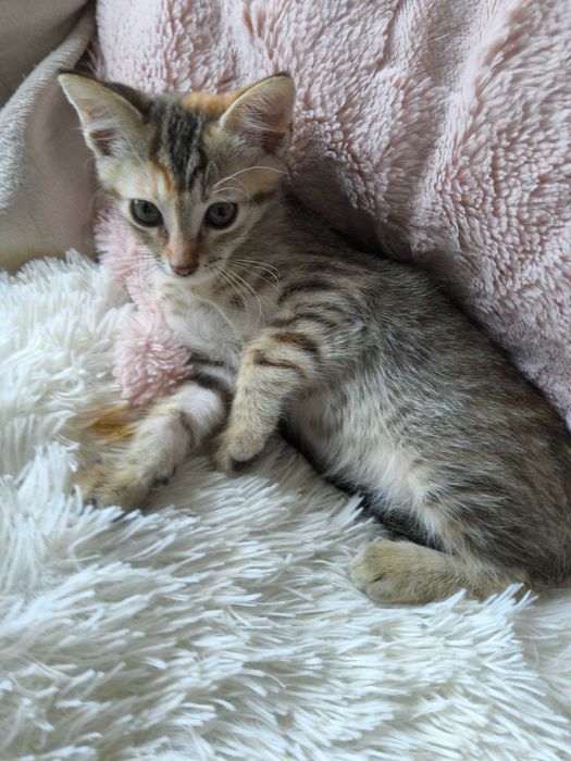 Нежна домашна котка на 2,5 месеца търси своя дом
