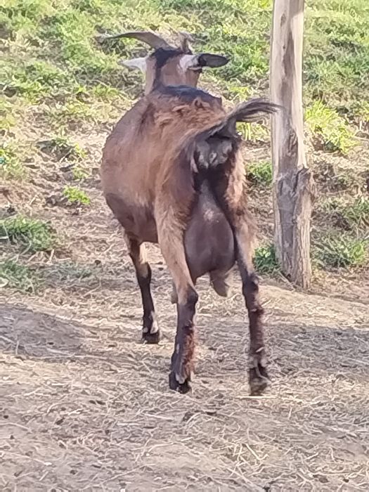 De vanzare capra alpina franceză