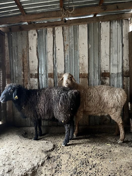 Койлар Овца Союға