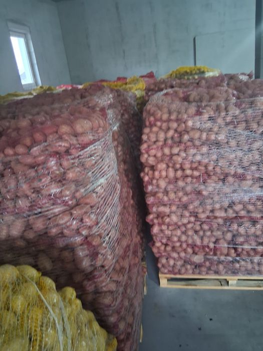 Cartofi  imoprt polonia mai multe soiurii