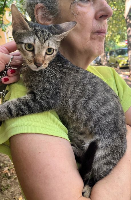 Metisi British Shorthair tabby pui, gratuit