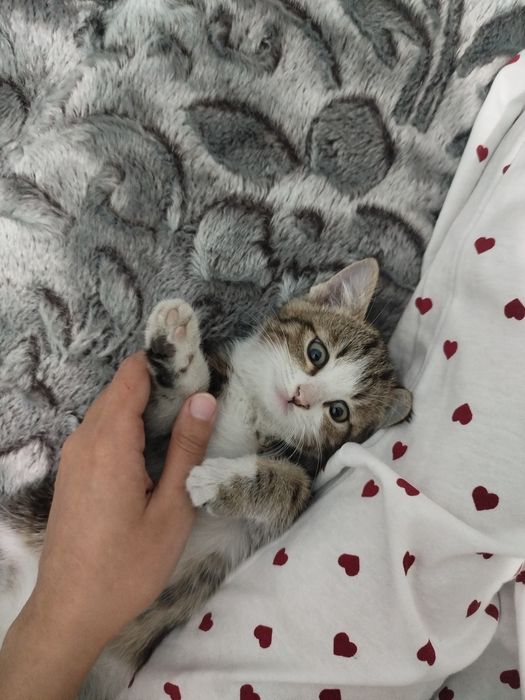 Mushuk bolasi sotiladi