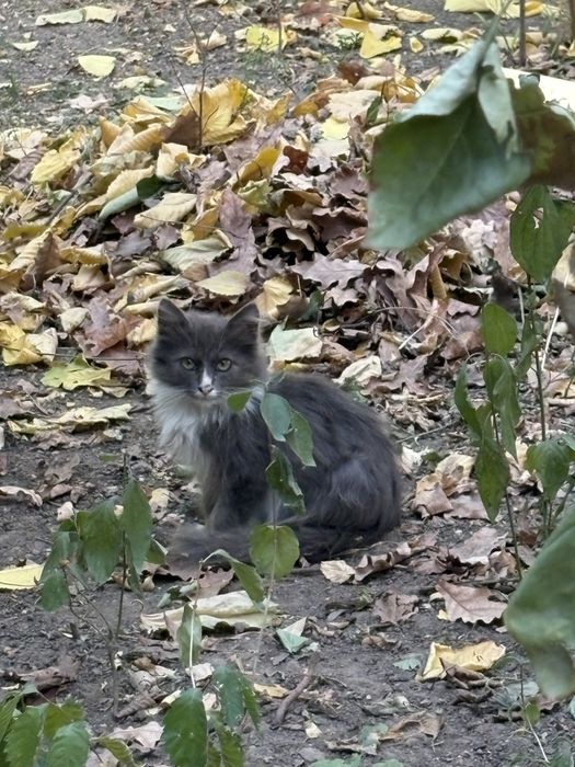 Котенок , мальчик
