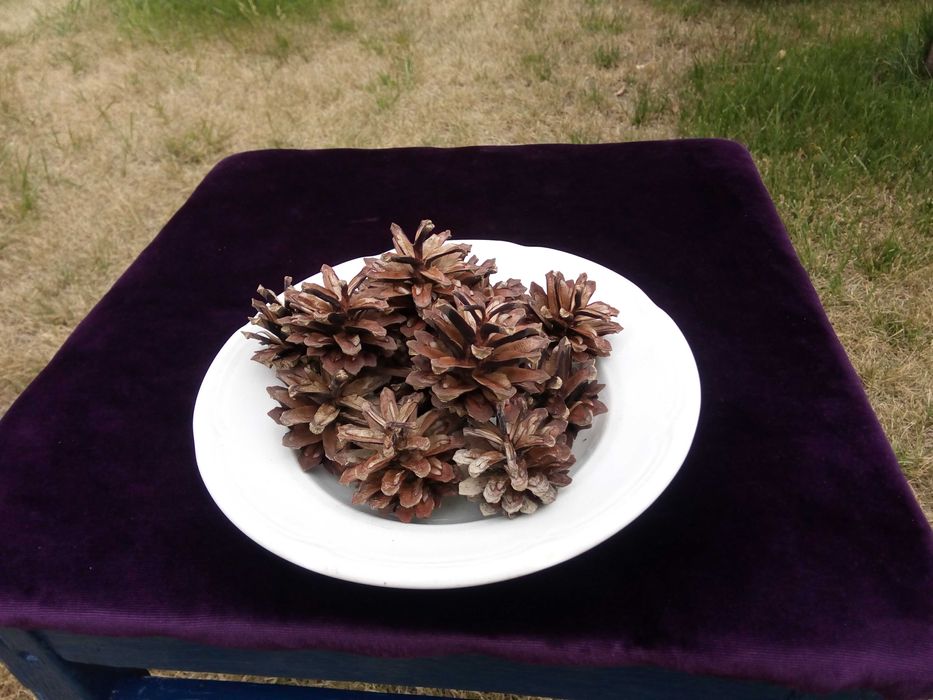 Шишки сосновые продам